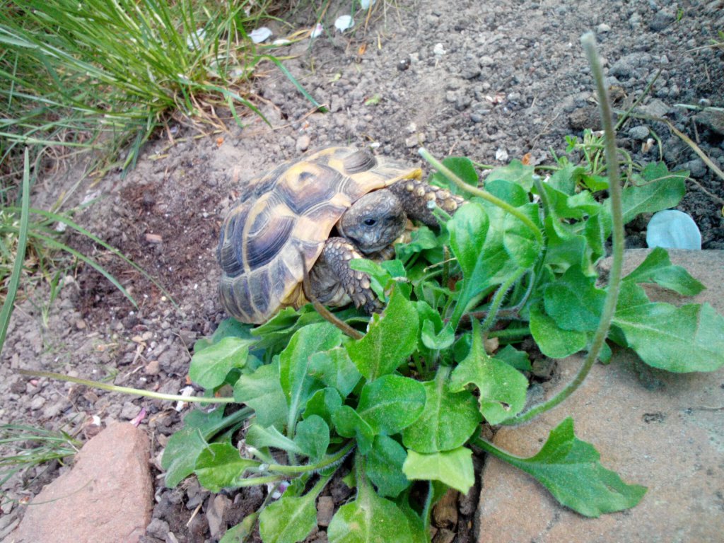 Schildkröte Tornado