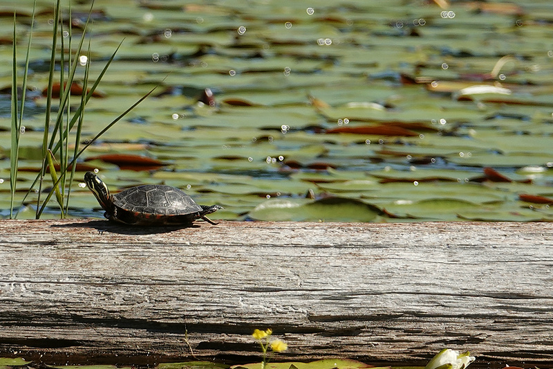 Schildkröte und Glitzer