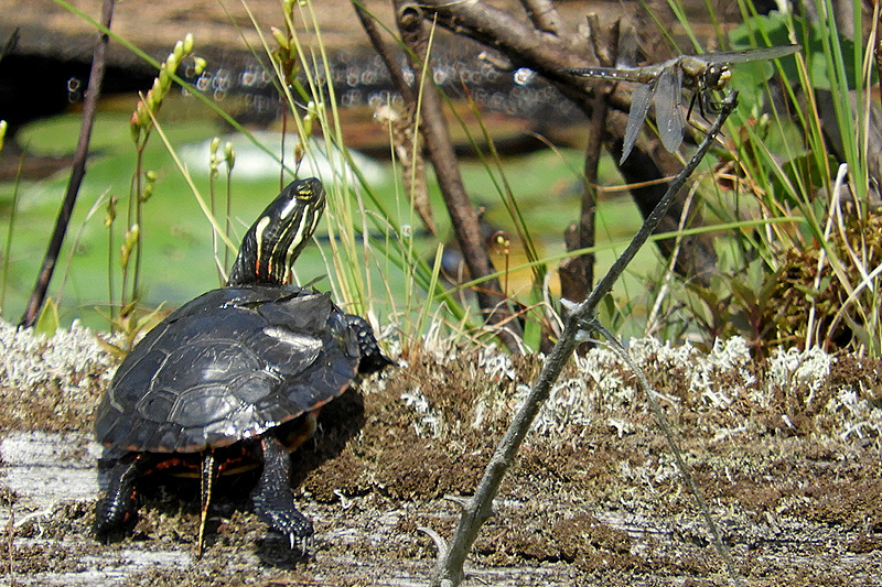 Schildkröte und Libelle