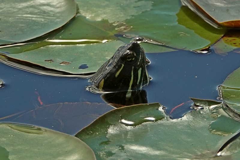 Schildkroete