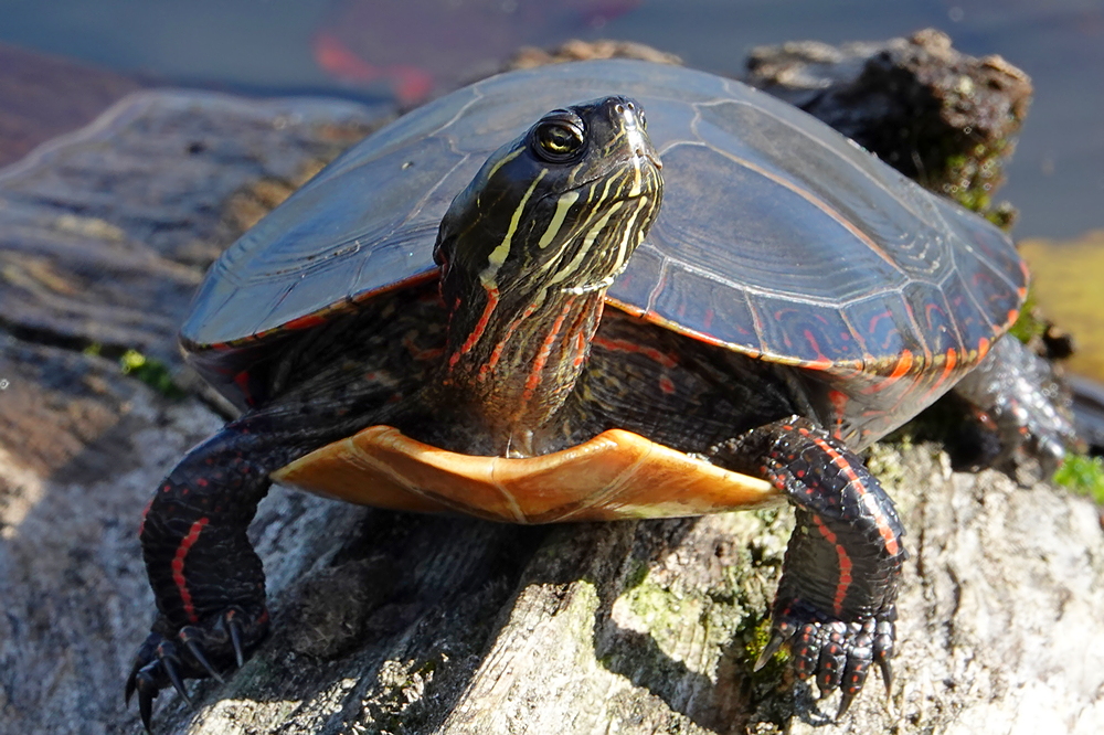 Schildkröte