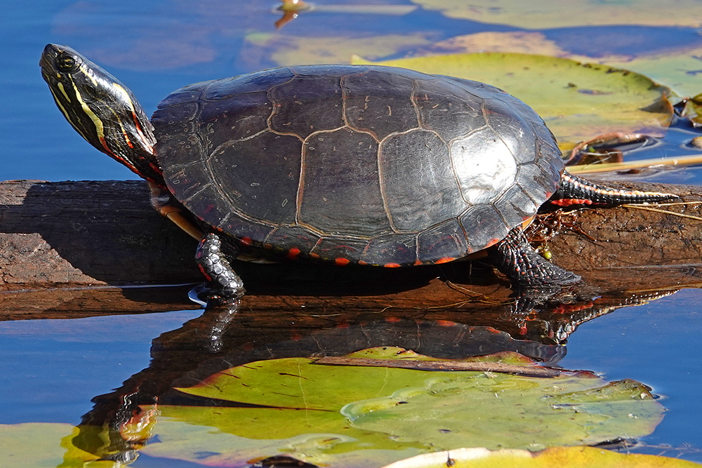 Schildkröte