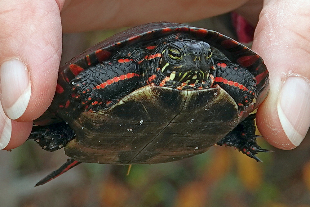 Schildkröte