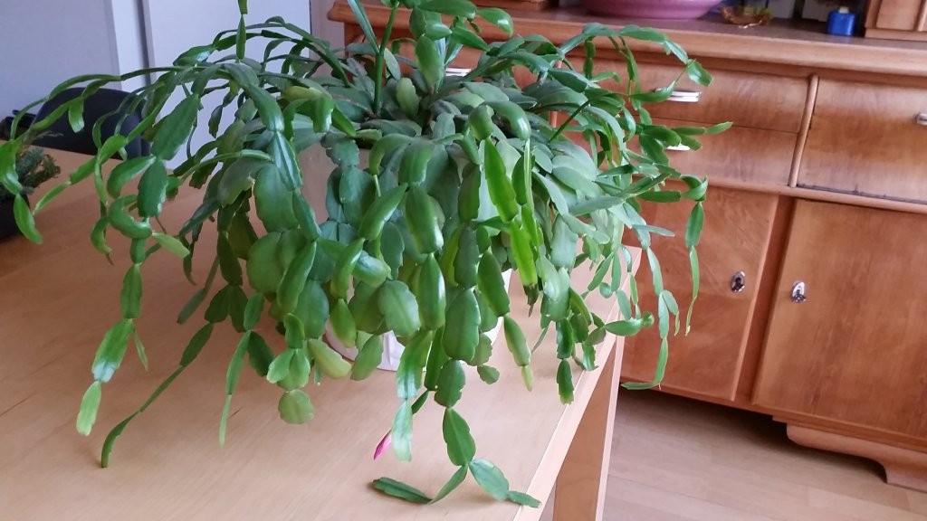 Schlumbergera