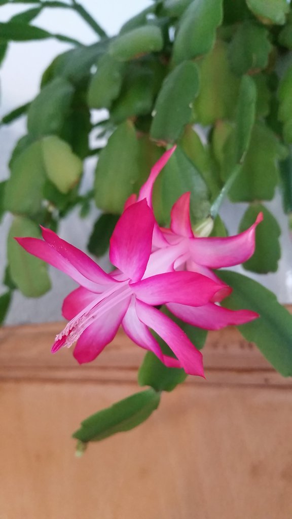 Schlumbergera