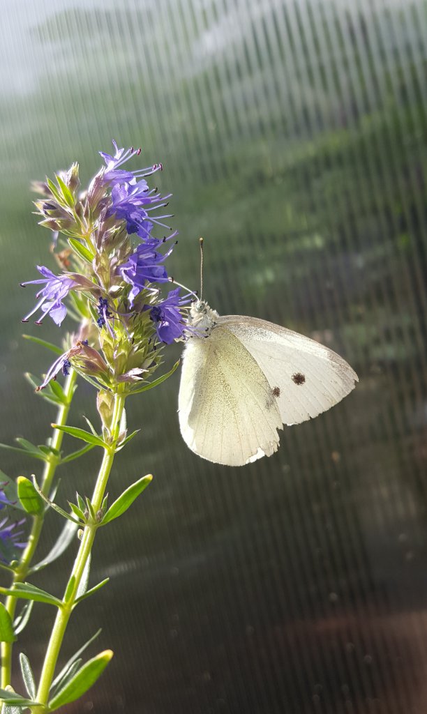 Schmetterling 28.07.17