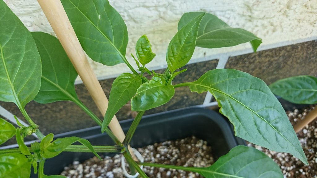 Schneckenschaden Jalapeno