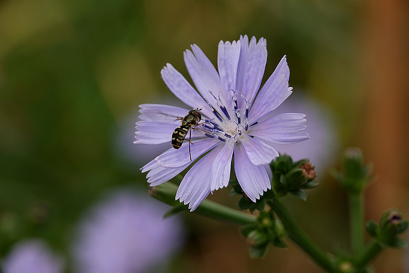 Schwebfliege auf Chicoree