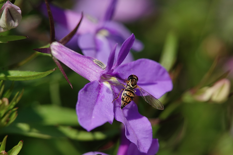 Schwebfliege auf Lobelienblüte