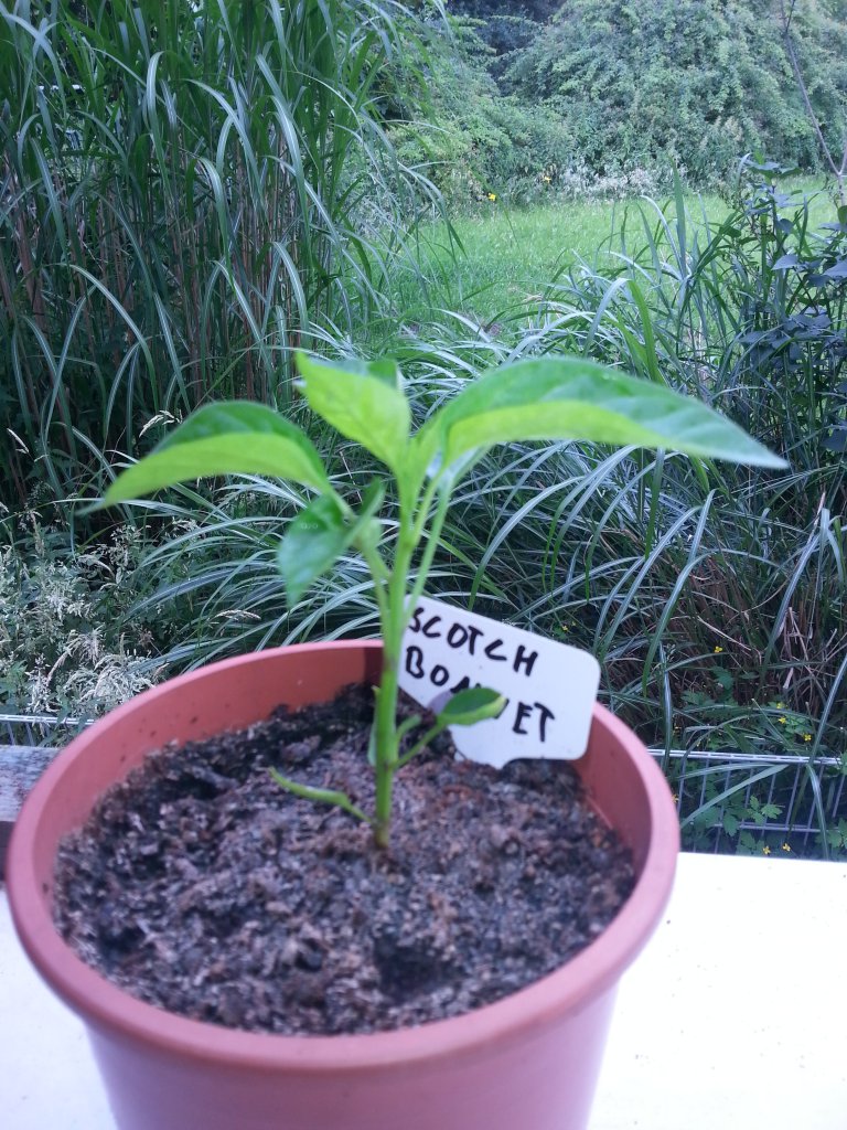 Scotch Bonnet 1