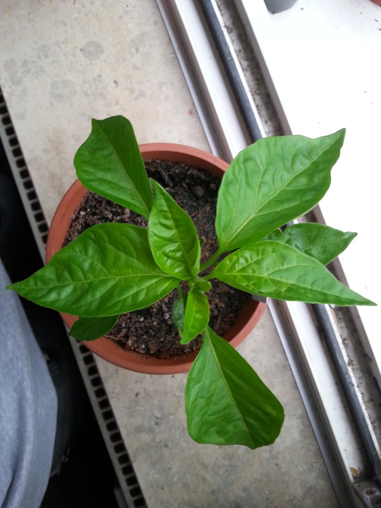 Scotch Bonnet 1