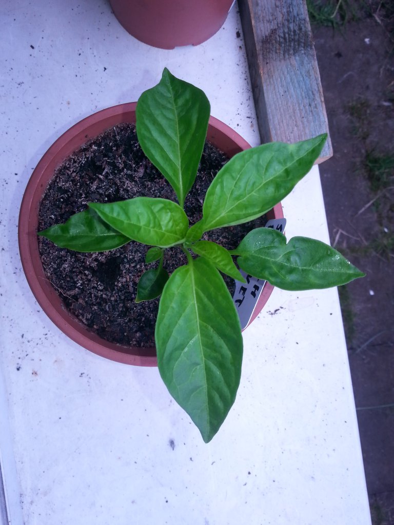 Scotch Bonnet 2