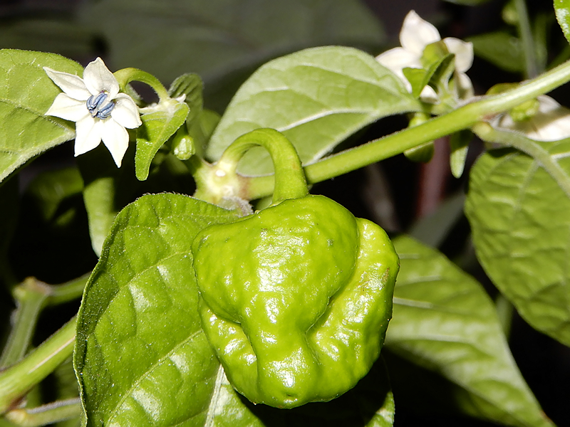 Scotch Bonnet Brain