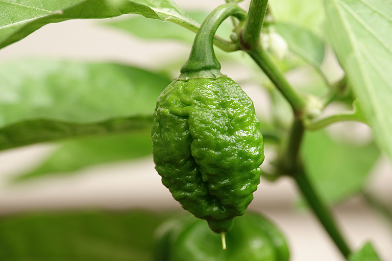 Scotch Bonnet Brain