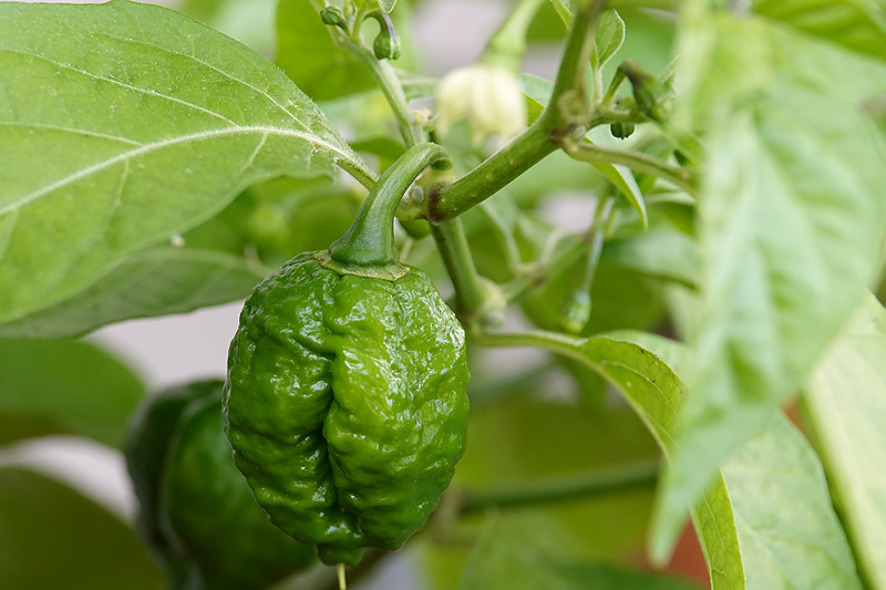 Scotch Bonnet Brain