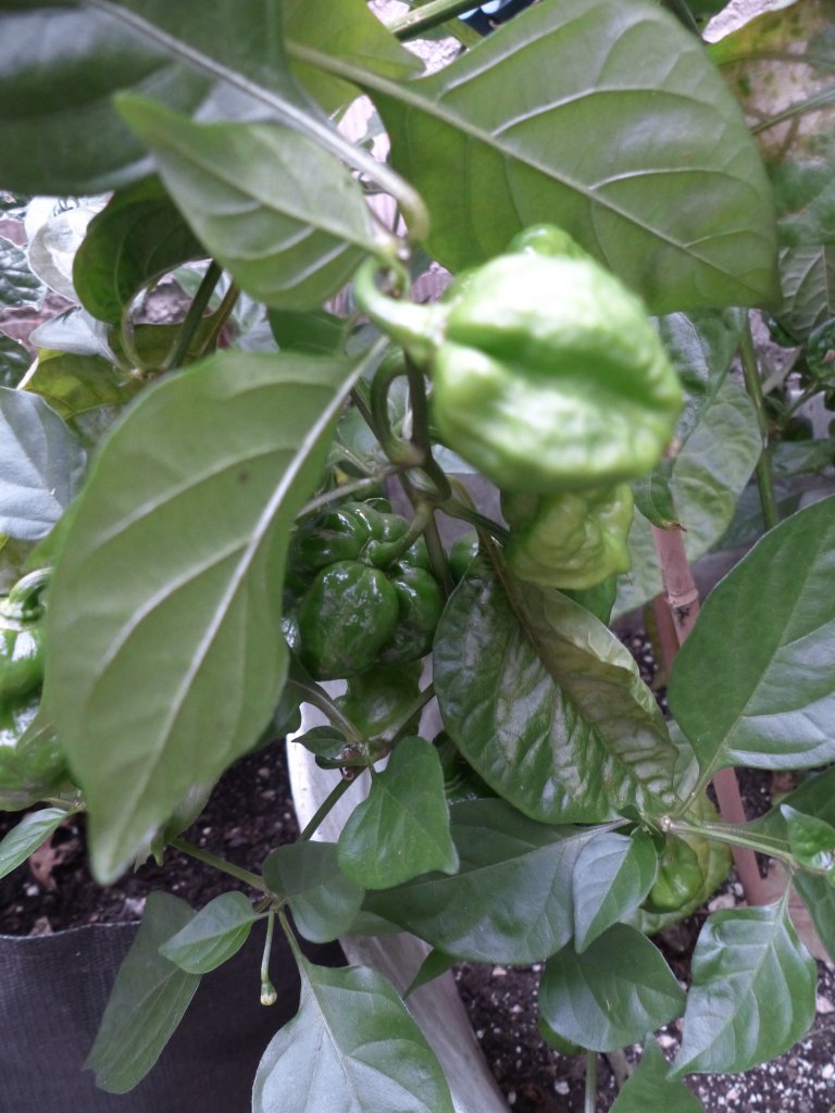 Scotch Bonnet Foodorama