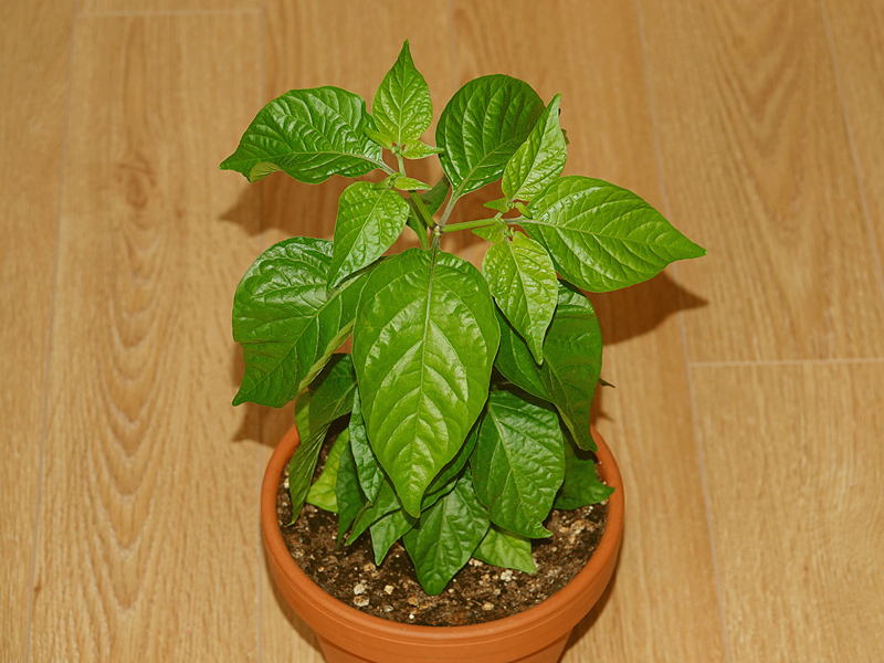 Scotch Bonnet Freeport Orange