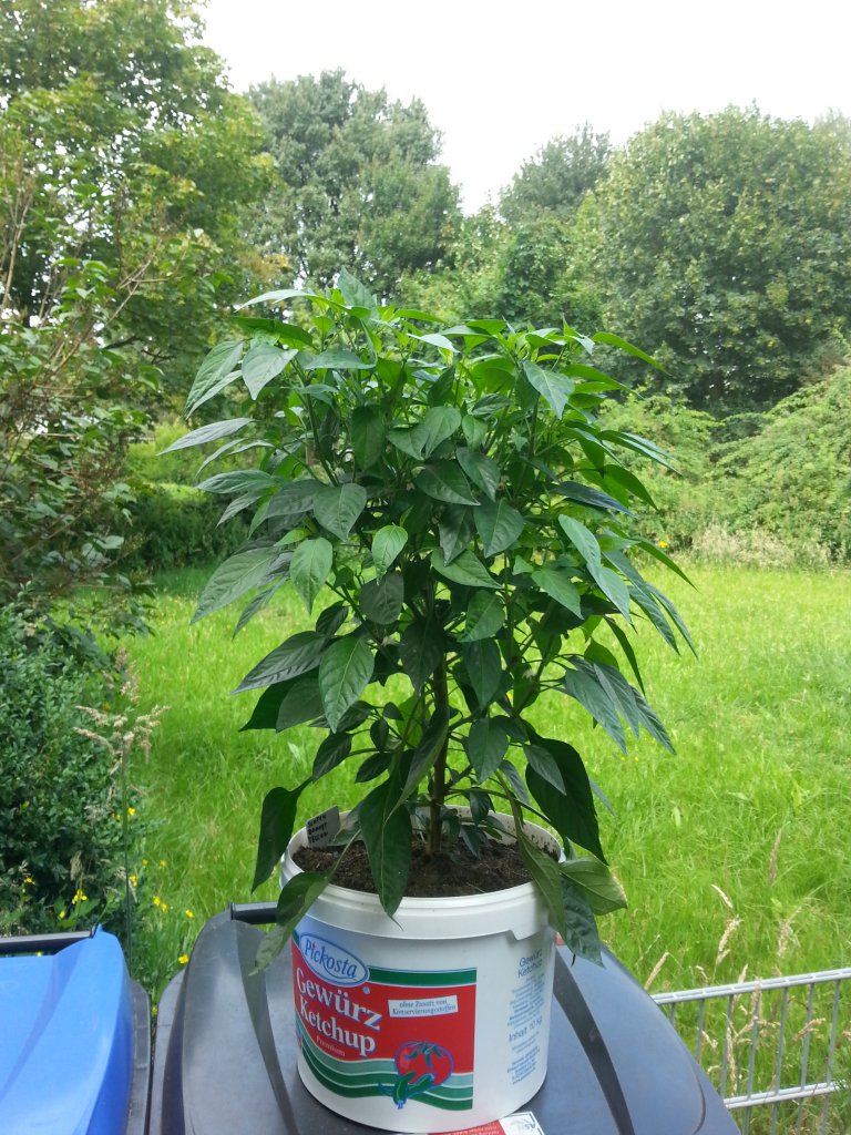 Scotch Bonnet Gelb Von Dehner 1