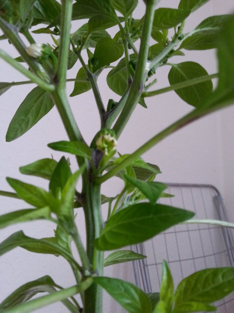 Scotch Bonnet Gelb Von Dehner Blüte