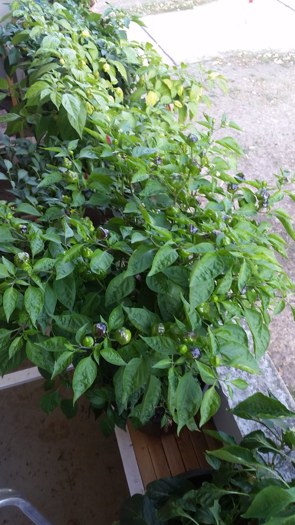 Scotch Bonnet Habanero