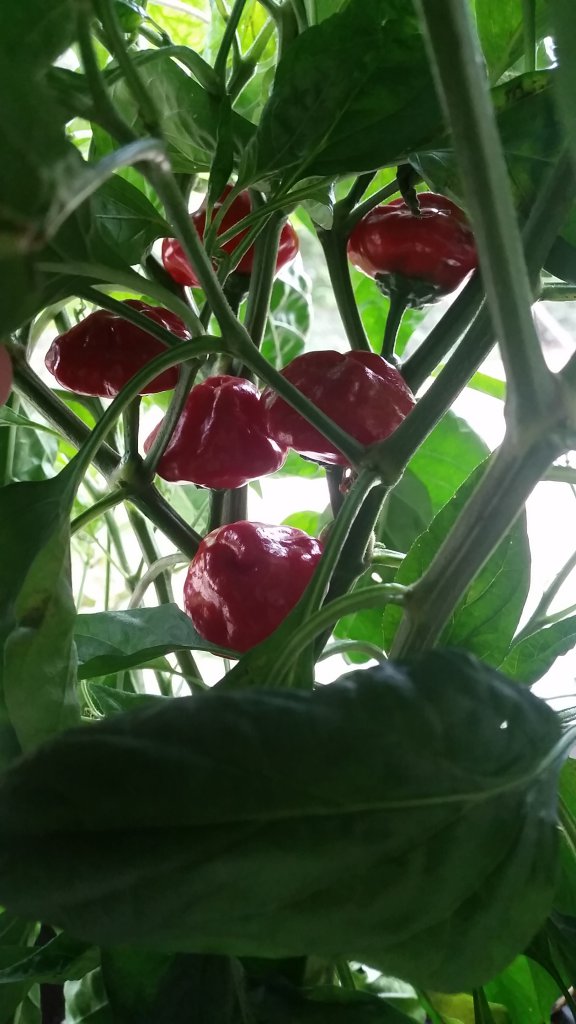 Scotch Bonnet Habanero