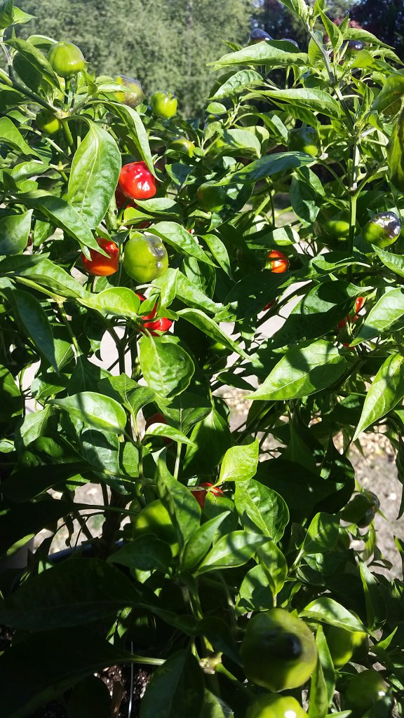 Scotch Bonnet Habanero