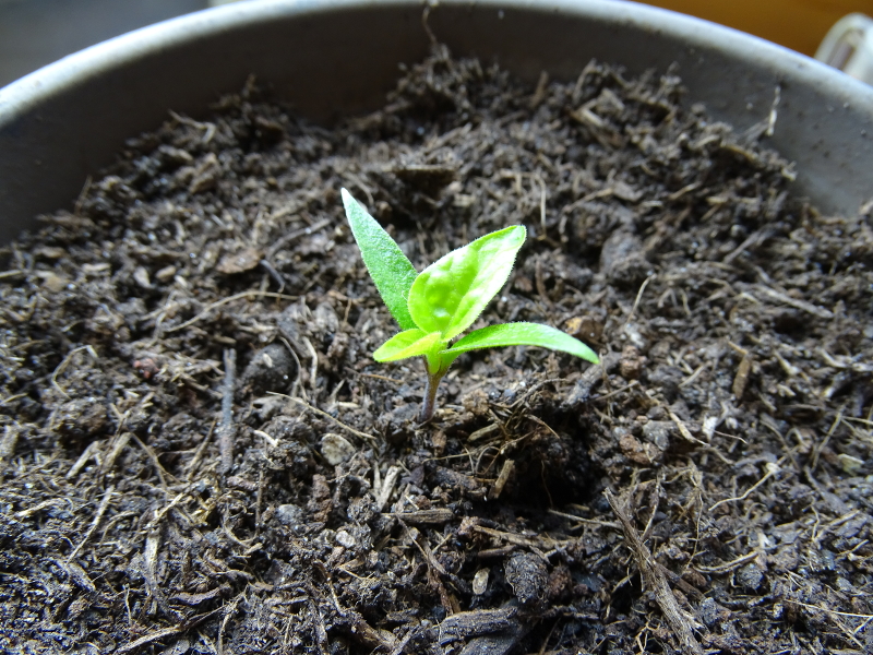 Scotch Bonnet mit neuem Blattpaar