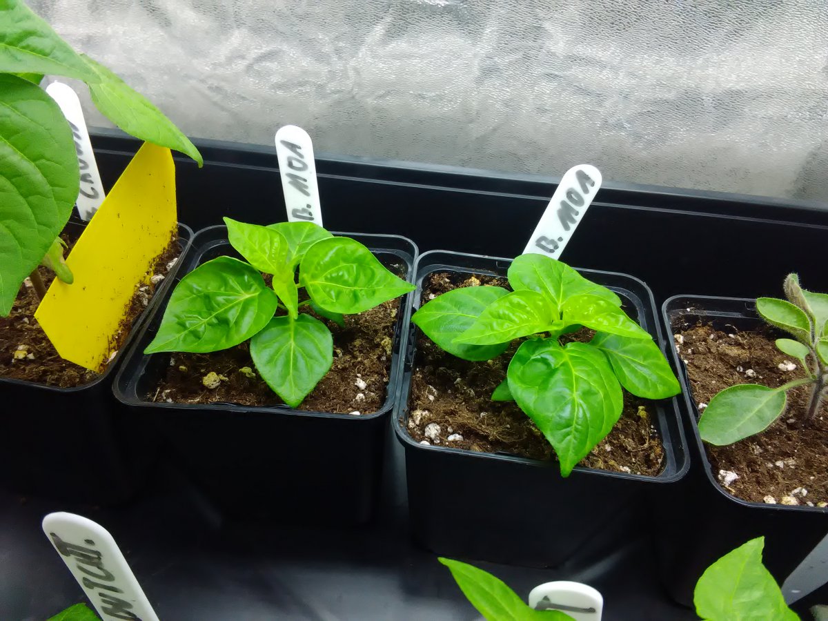 Scotch Bonnet MOA 1.2