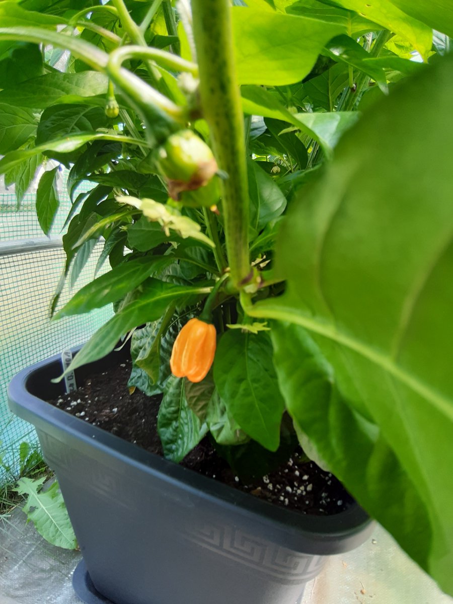 Scotch Bonnet MOA 16.7