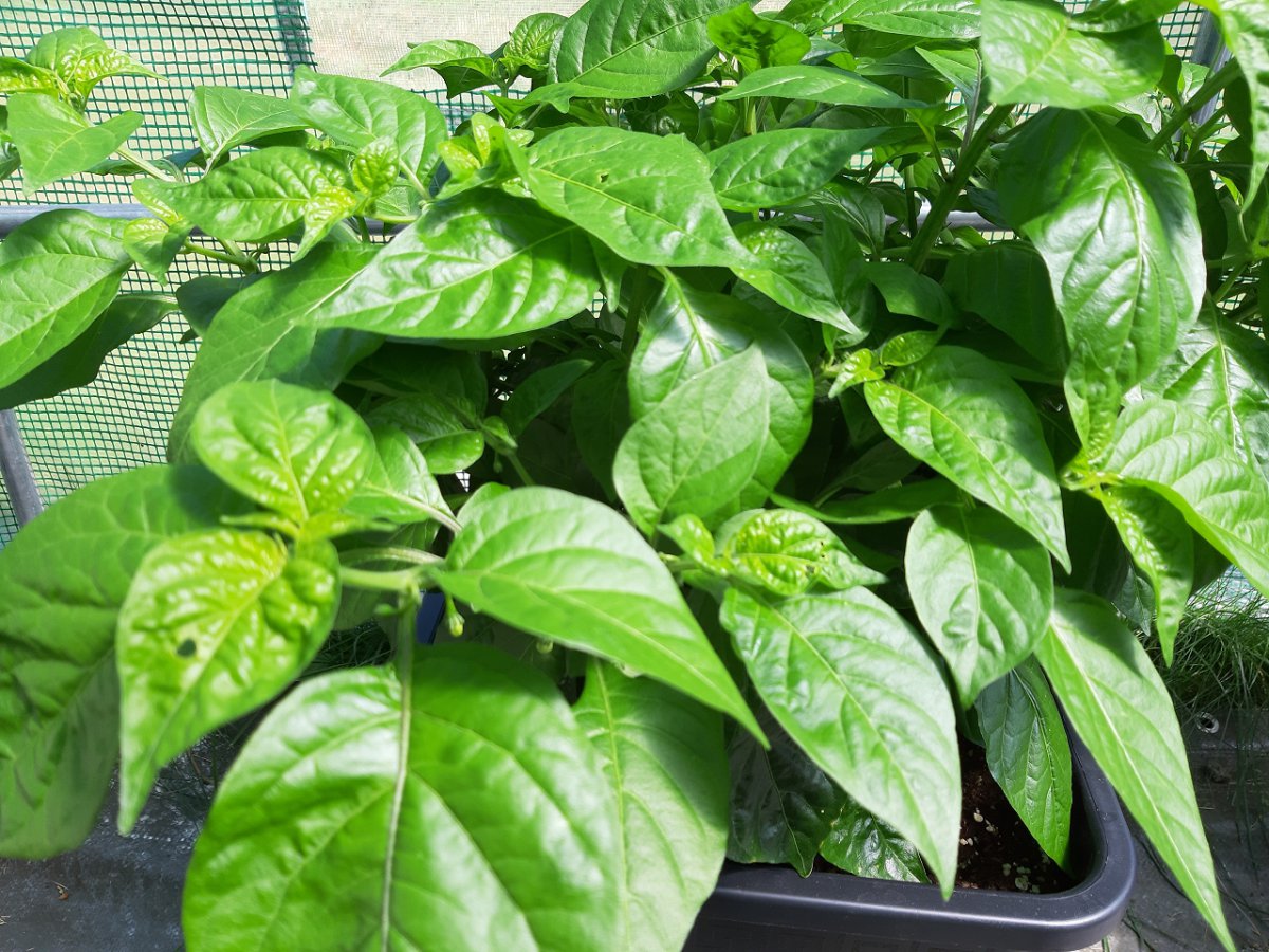 Scotch Bonnet MOA 2 27.6