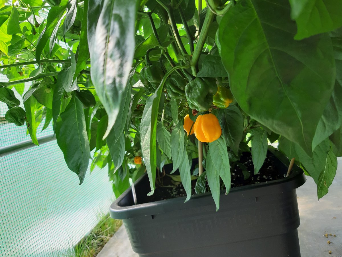 Scotch Bonnet MOA 21.8.