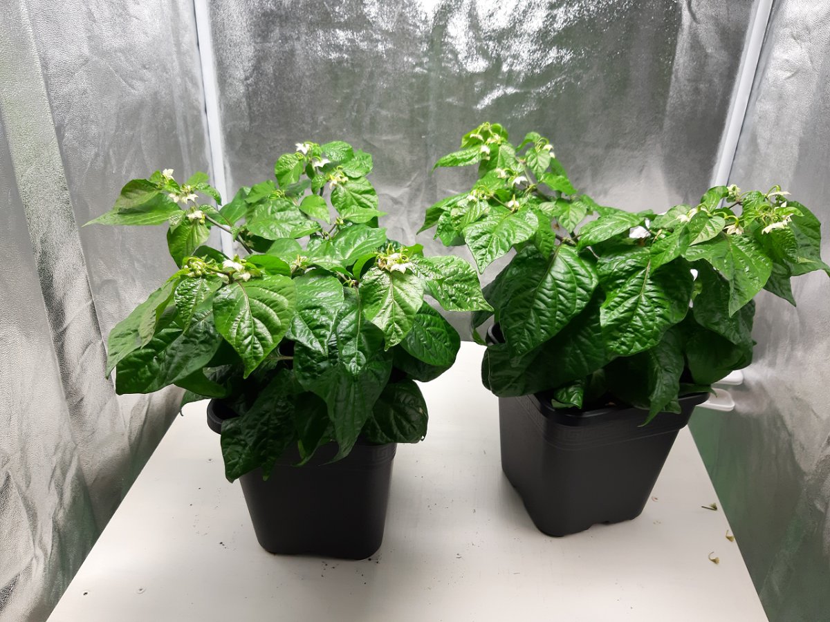 Scotch Bonnet MOA 29.4