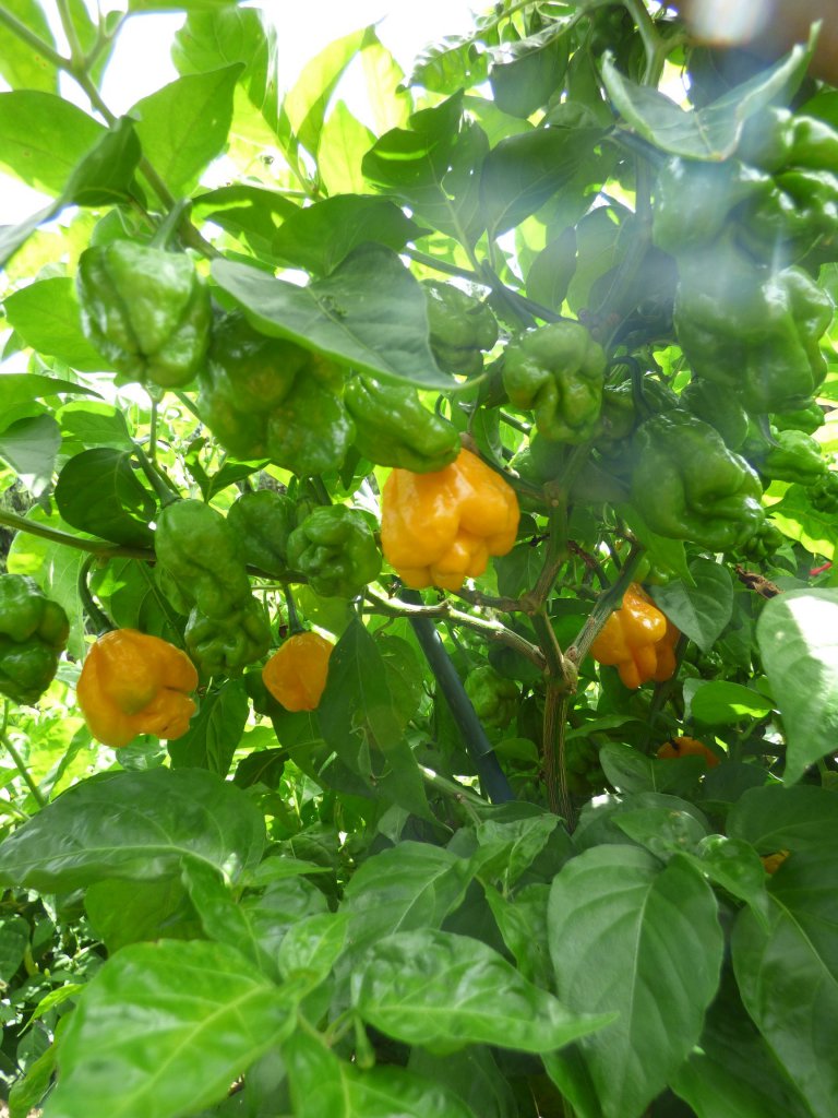 Scotch Bonnet MOA 4