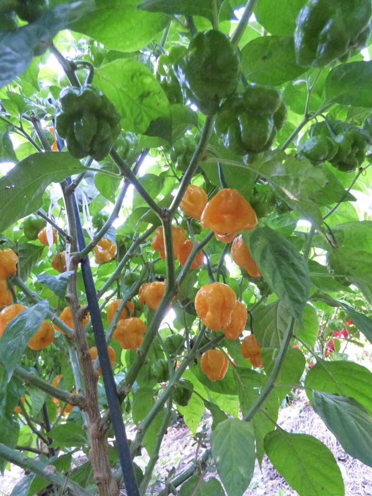 Scotch Bonnet MOA 5