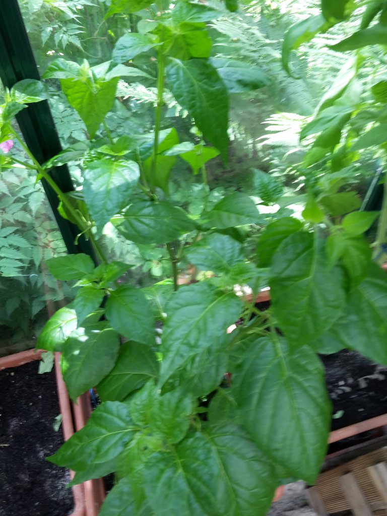 Scotch Bonnet MOA Red