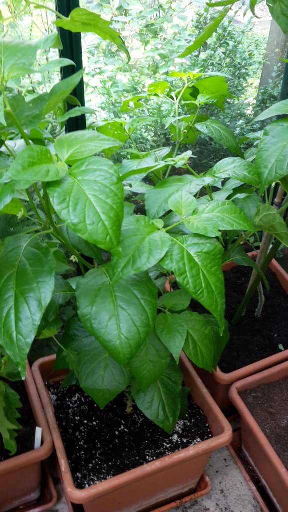 Scotch Bonnet MOA Red