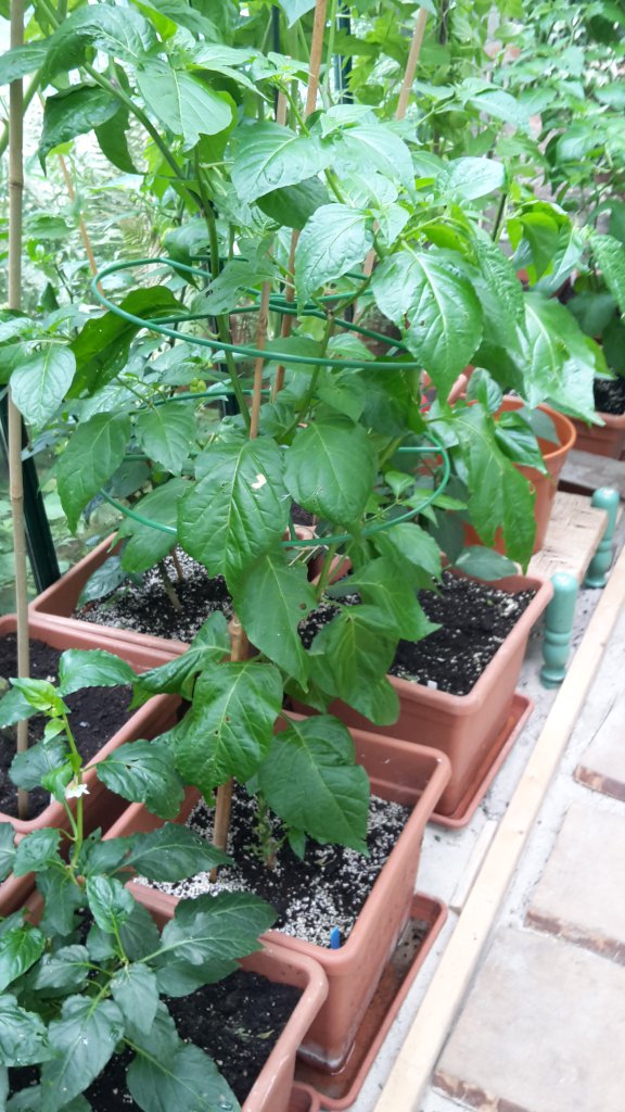 Scotch Bonnet MOA Red