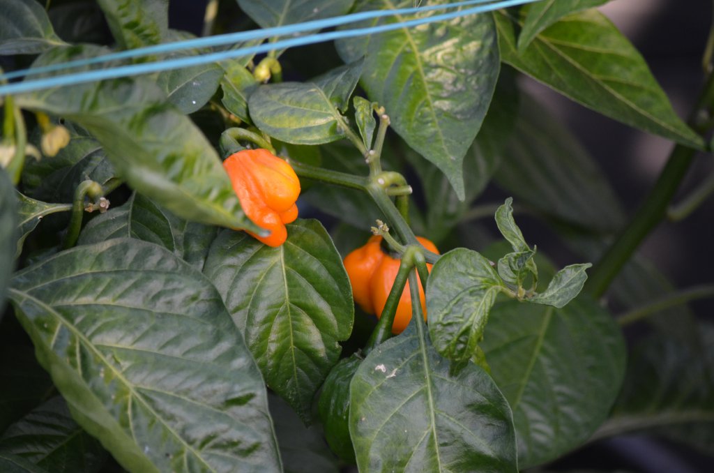 Scotch Bonnet MOA