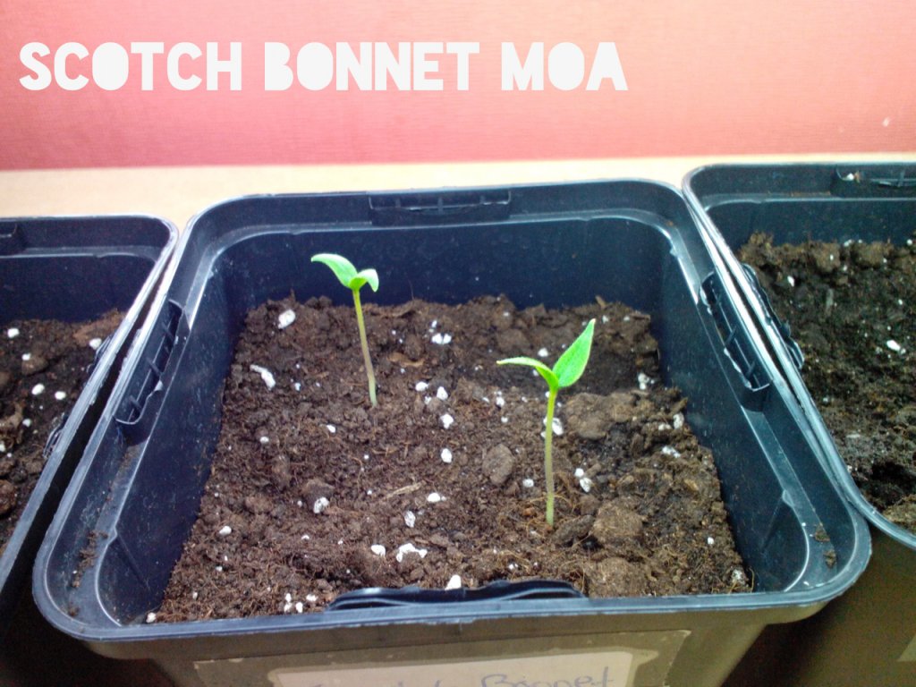 Scotch Bonnet MOA