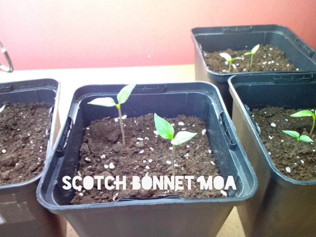 Scotch Bonnet MOA