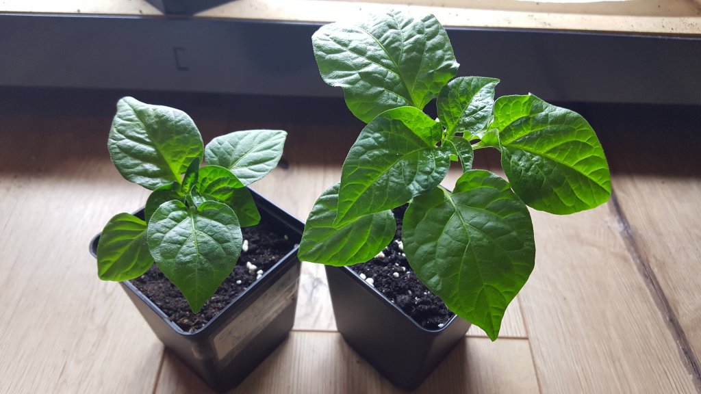 Scotch Bonnet MOA