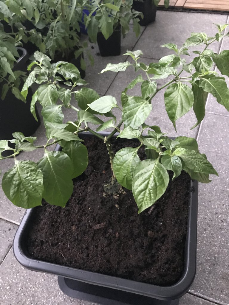 Scotch Bonnet MOA