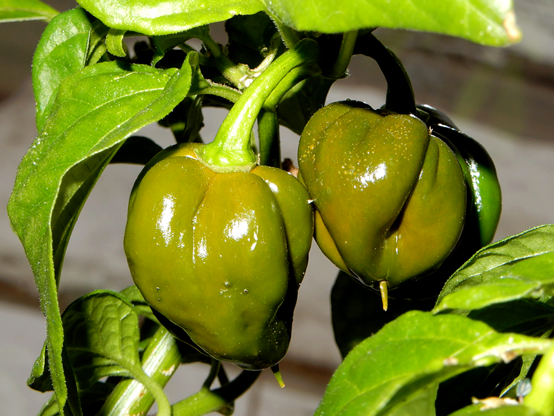 Scotch Bonnet oliv