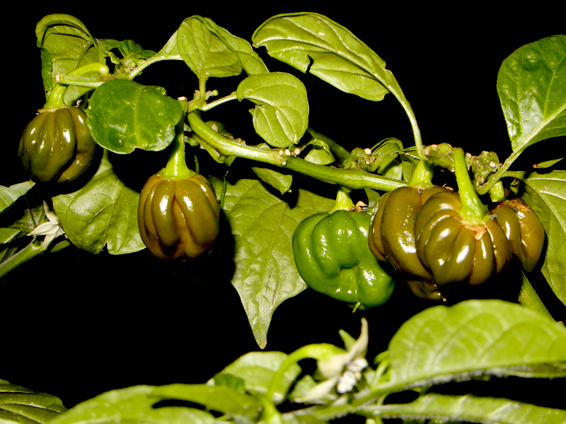 Scotch Bonnet Oliv