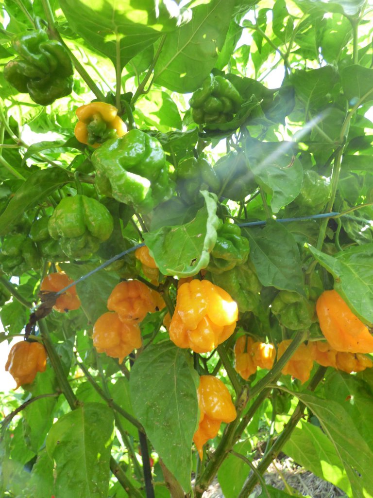 Scotch Bonnet Papa Joe´s