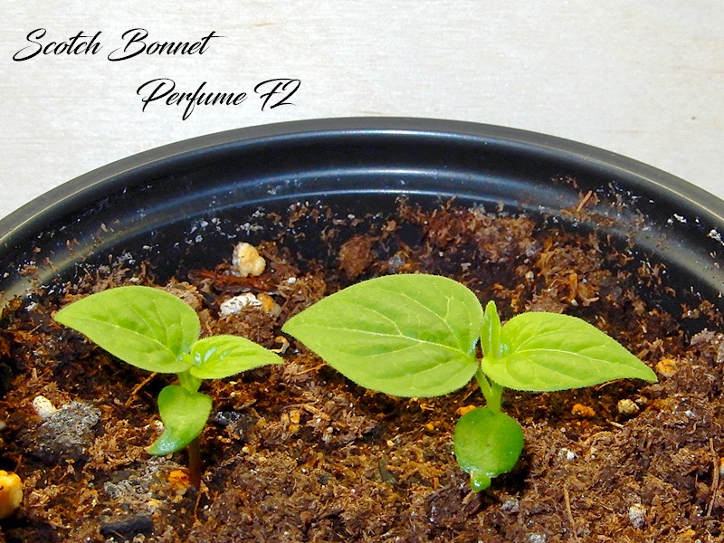 Scotch Bonnet Perfume