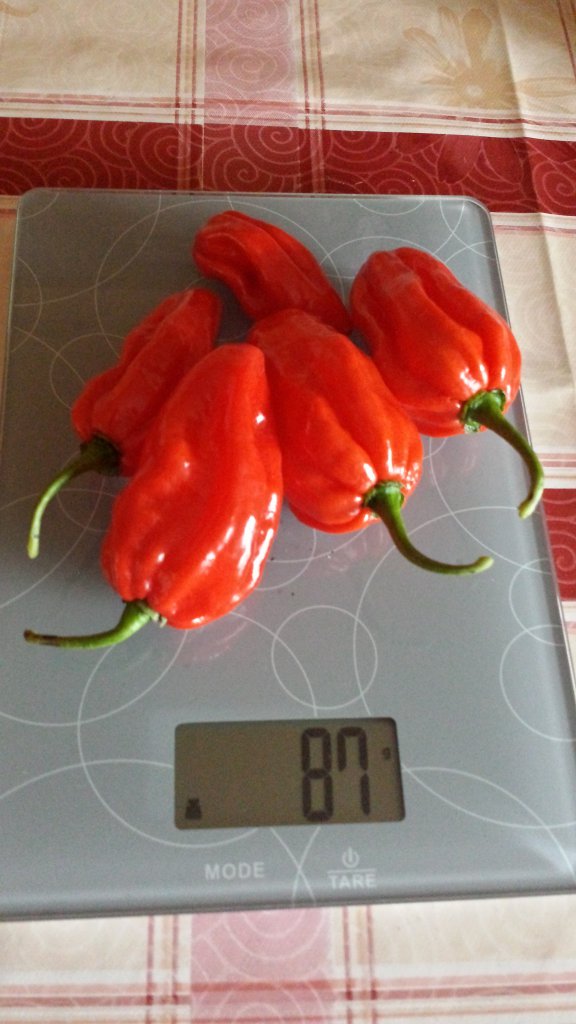 Scotch bonnet Trinidad red