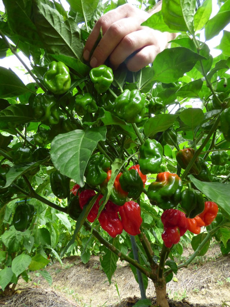 Scotch Bonnet Trinidad Red