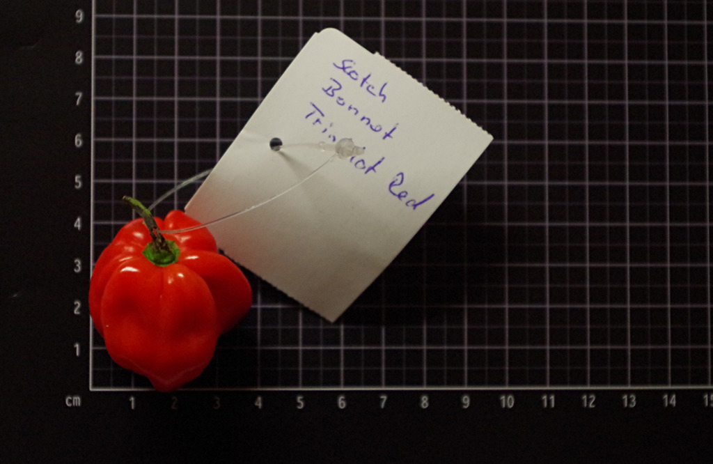 Scotch Bonnet Trinidad Red