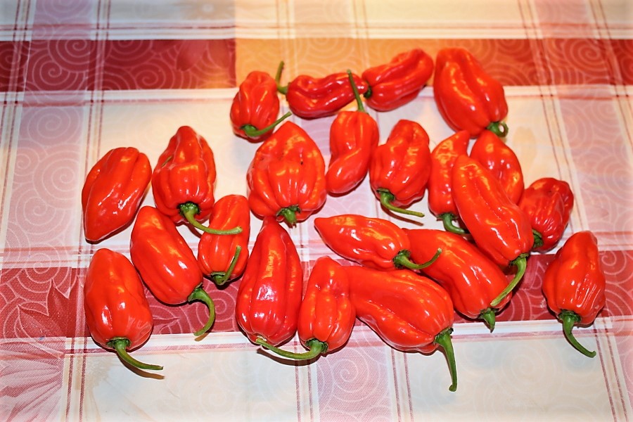 Scotch bonnet Trinidad red